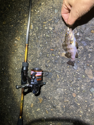 Fシステムおもろい!