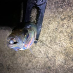 大阪湾奥を貸し切り探してウロウロ