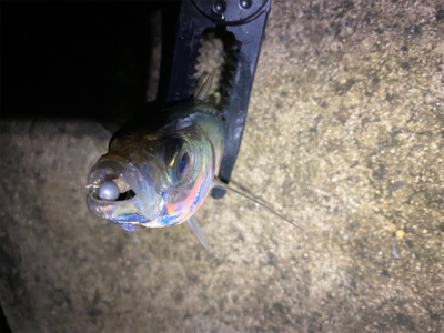 大阪湾奥を貸し切り探してウロウロ