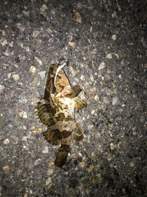 久しぶりの釣り