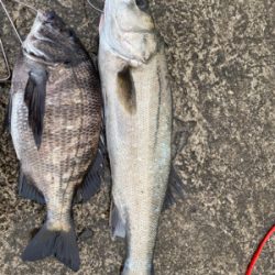 岸一でエビ撒き