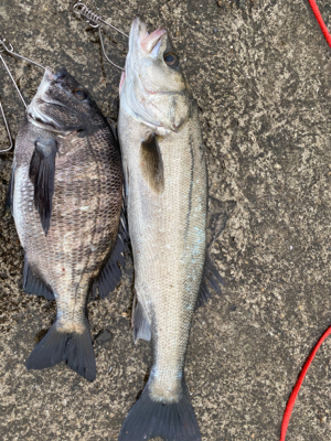 岸一でエビ撒き