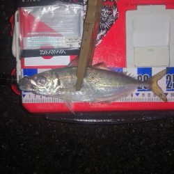 アジング練習　281 ABU スローテーパーロッド