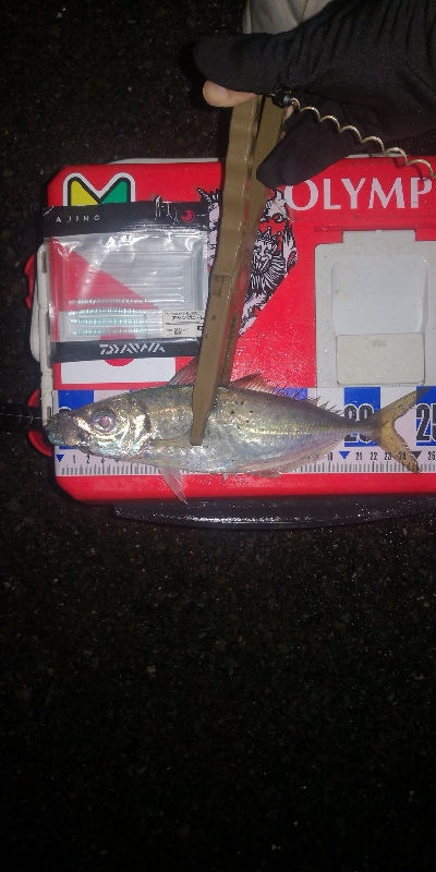 アジング練習　281 ABU スローテーパーロッド