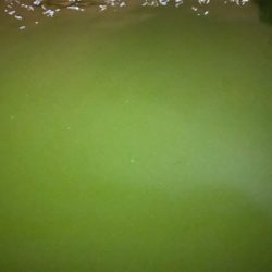 ベタ凪からの強風アジング