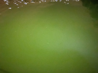 ベタ凪からの強風アジング