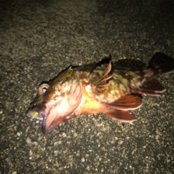 渋い中の一匹！