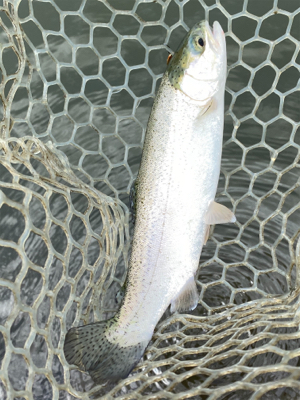 エリアトラウト