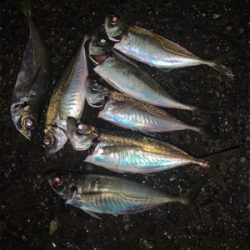 Newタックル入魂釣行♪