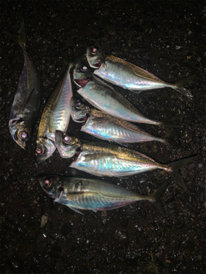 Newタックル入魂釣行♪