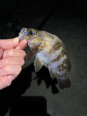 メバル好調です