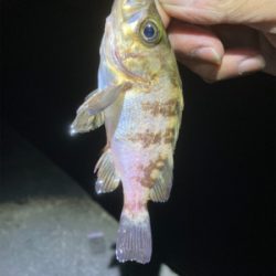 Fシステム+熟成アクアは餌釣り?