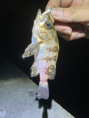 Fシステム+熟成アクアは餌釣り?