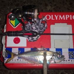 アジング練習　282　21カルディアFC LT1000S