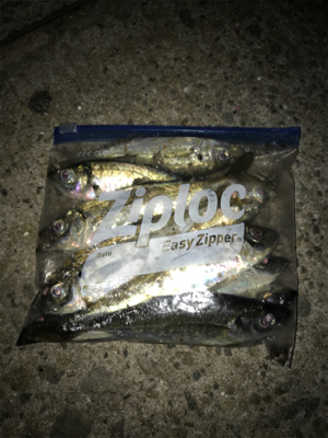 久しぶりのアジング(^｡^)