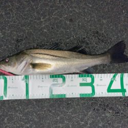 春のシーバスシーズン到来