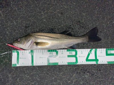 春のシーバスシーズン到来