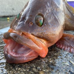 いつものポイント