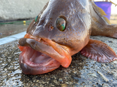 いつものポイント