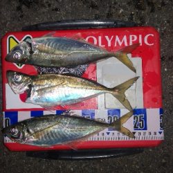 アジング練習　284　