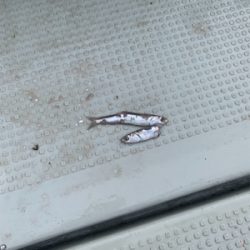 丹後沖タイラバ&ジギング