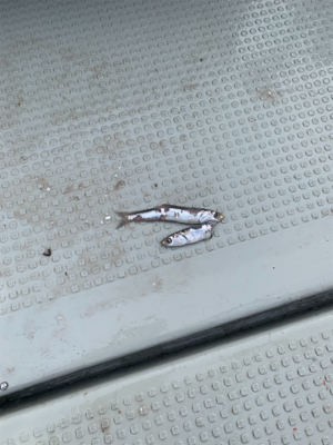 丹後沖タイラバ&ジギング