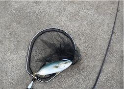 ベイト回遊あり