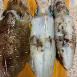 春イカティップラン