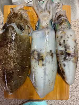 春イカティップラン