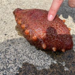 癒やしのカサゴ釣り