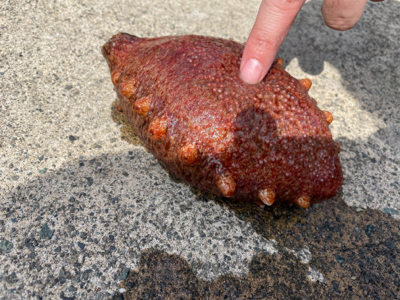 癒やしのカサゴ釣り