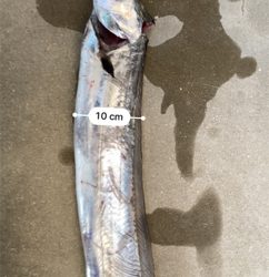 でっかいタチウオ