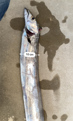 でっかいタチウオ