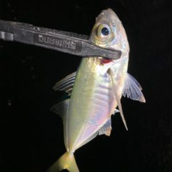 強風で満月の中でのアジング