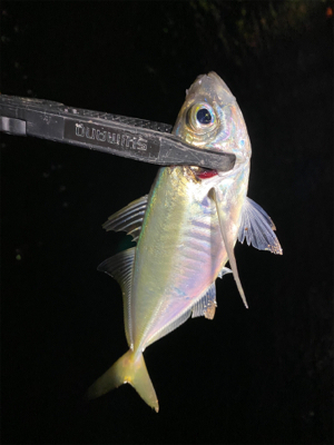 強風で満月の中でのアジング