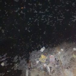 アジング練習　287　