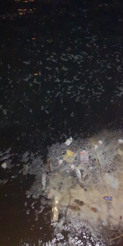 アジング練習　287　