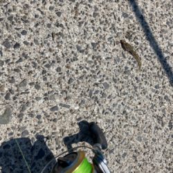 堤防から鱚釣りで3目達成