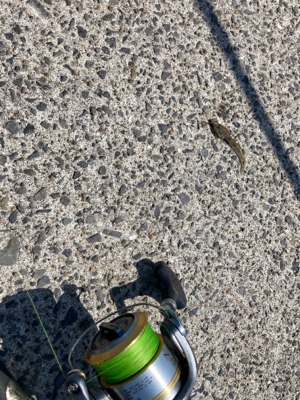 堤防から鱚釣りで3目達成