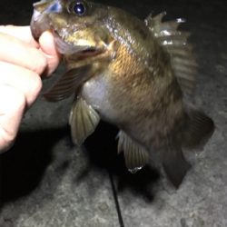 メバル好調です