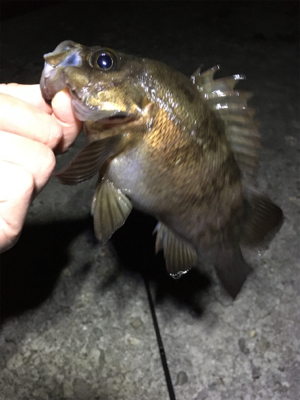 メバル好調です