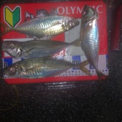 アジング練習　288　ゴーセン　ホンテロンエステルリーダー