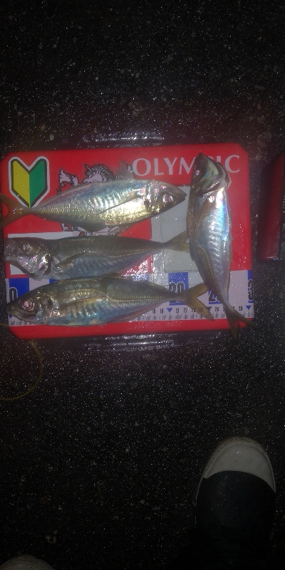 アジング練習　288　ゴーセン　ホンテロン…