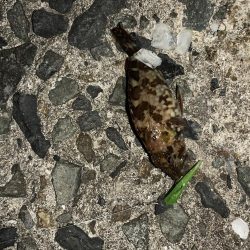 今日もメバル不発