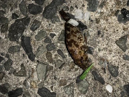 今日もメバル不発