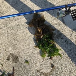 わかめもうみけむしの猛攻