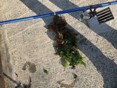 わかめもうみけむしの猛攻