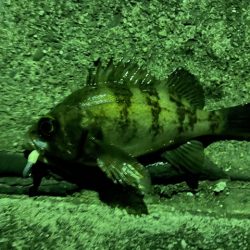 久しぶりのフィッシング