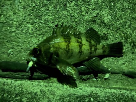 久しぶりのフィッシング