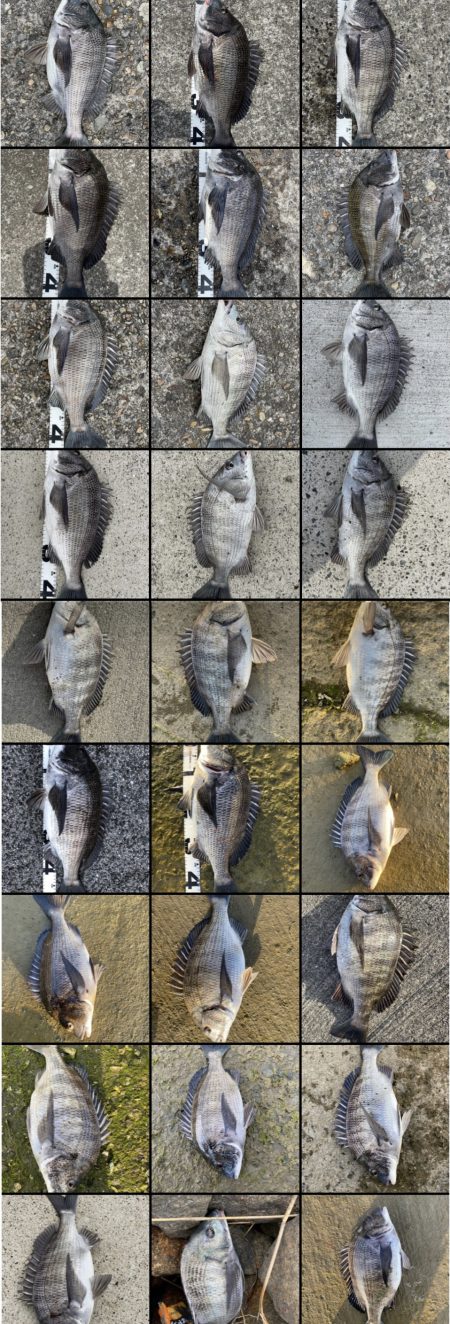 イチノ兄弟、釣果！